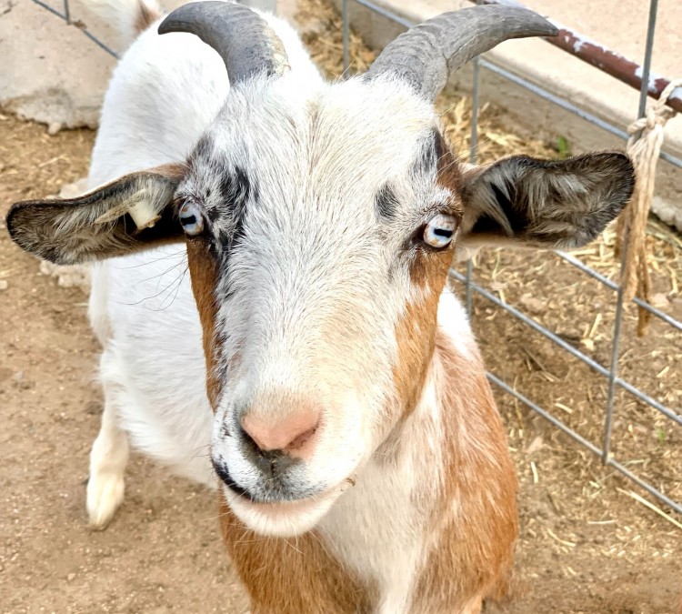 Shepperly Farm and Petting Zoo (Canon&nbspCity,&nbspCO)